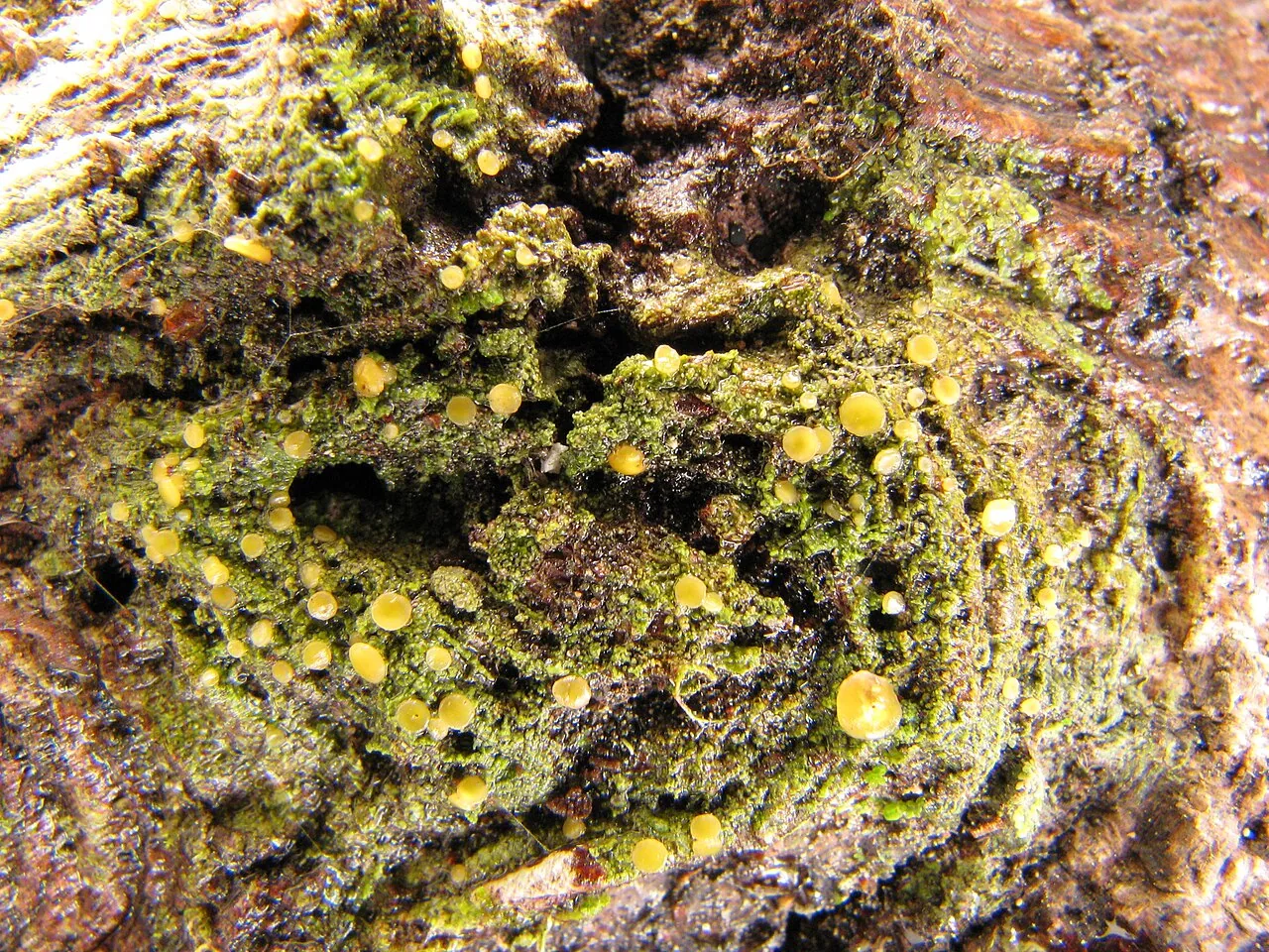 Orbilia commarosa (Orbilia commarosa) — photo mycologique