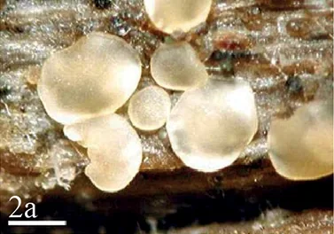 Orbilia cotoneastri (Orbilia cotoneastri) — photo mycologique