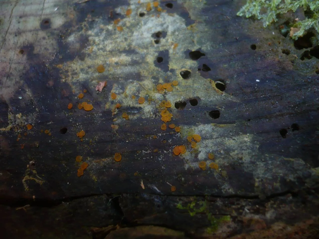 Orbilia eucalypti (Orbilia eucalypti) — photo mycologique