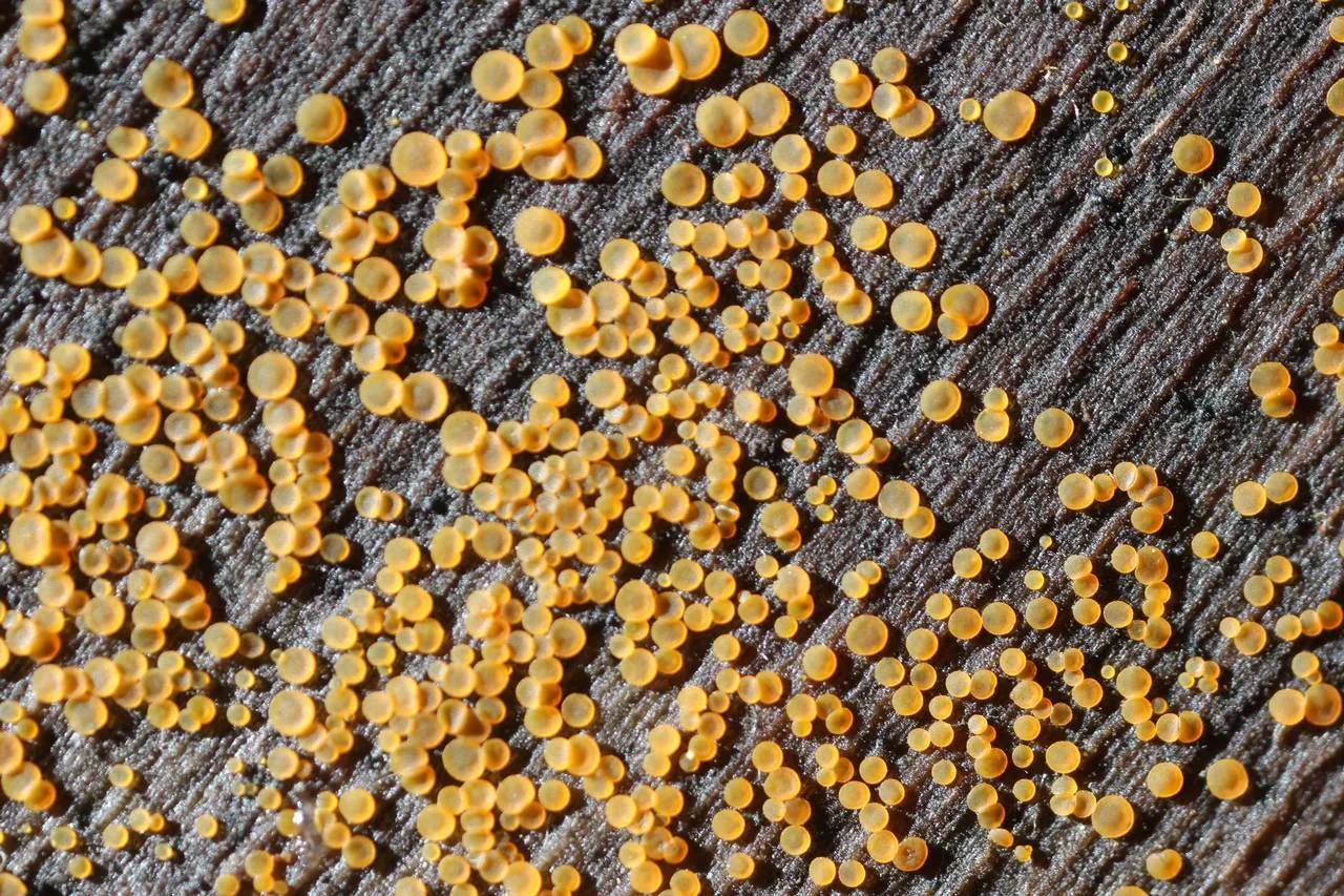 Orbilia maeandrina (Orbilia maeandrina) — photo mycologique