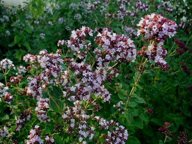 Origan / Marjolaine (Origanum) — photo botanique