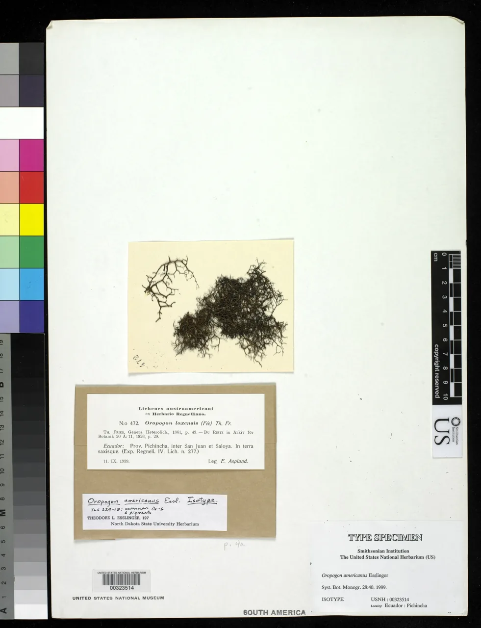 Oropogon diffractaicus (Oropogon diffractaicus) — photo mycologique