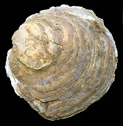 Ostreola formosa (Ostreola formosa) — photo mycologique