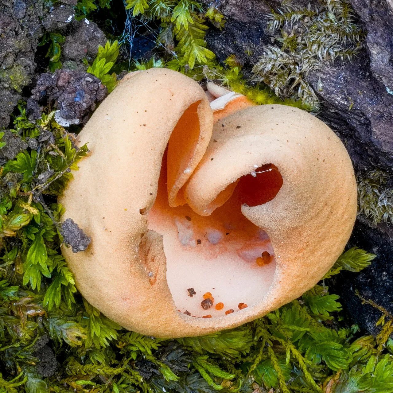 Otidea borealis (Otidea borealis) — photo mycologique