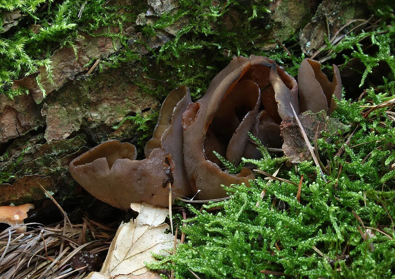 Otidea bufonia (Otidea bufonia) — photo mycologique