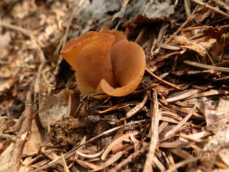 Otidea grandis (Otidea grandis) — photo mycologique
