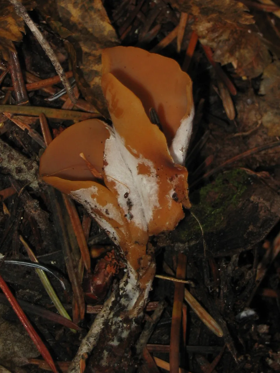 Otidea leporina (Otidea leporina) — photo mycologique