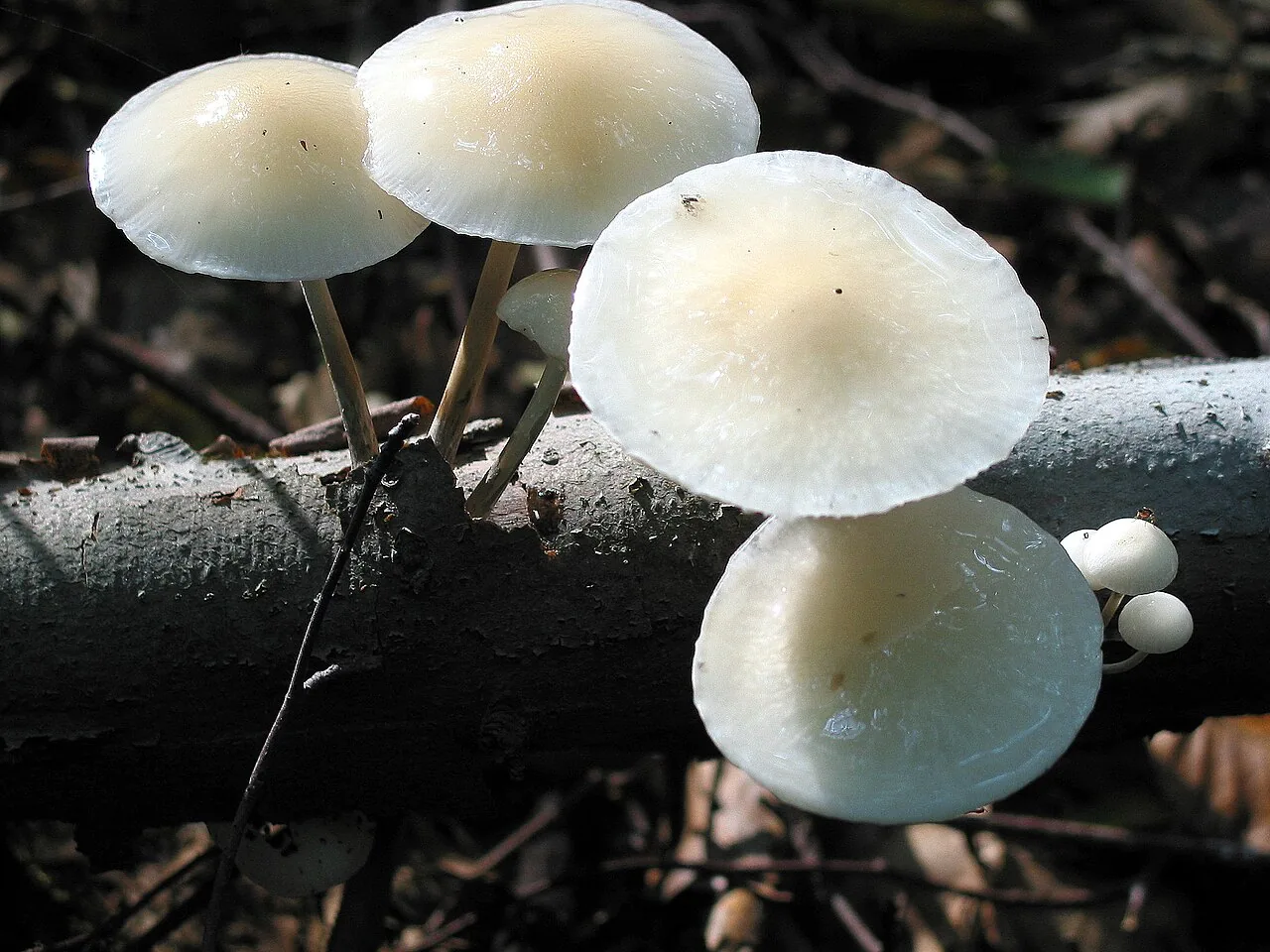 Oudemansiella macrospora (Oudemansiella macrospora) — photo mycologique