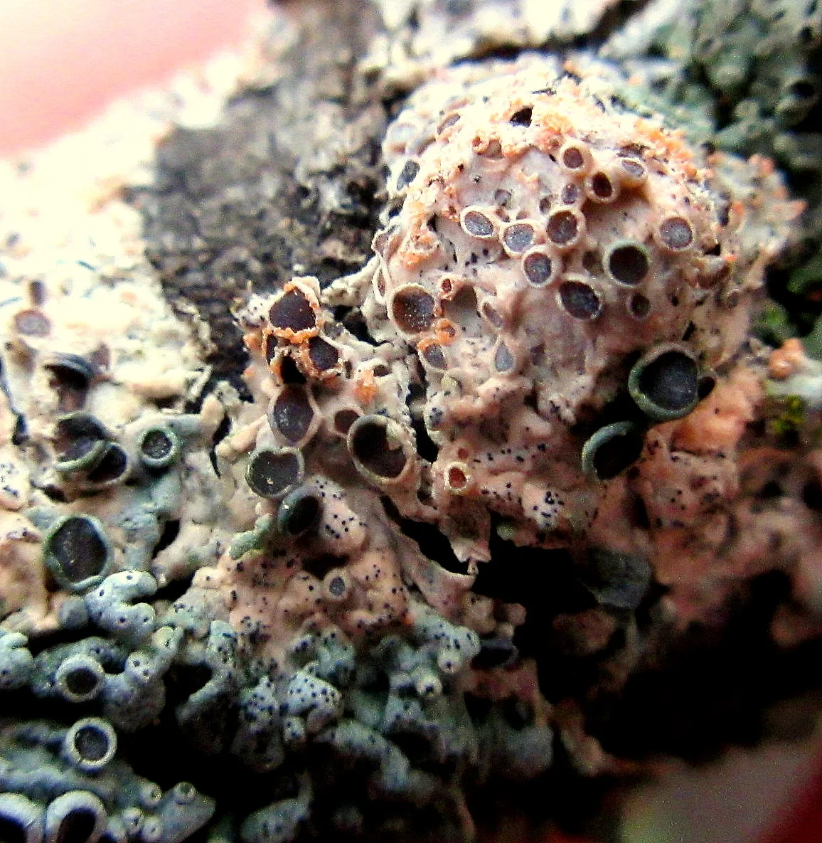 Ovicuculispora parmeliae (Ovicuculispora parmeliae) — photo mycologique