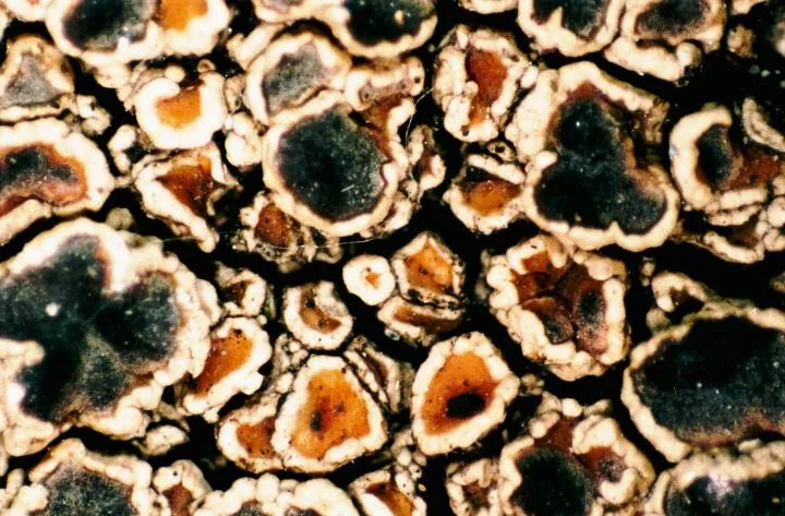 Oxneriaria supertegens (Oxneriaria supertegens) — photo mycologique