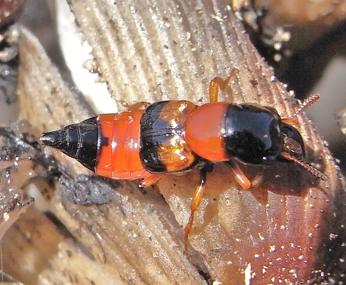 Oxyporus dimiticus (Oxyporus dimiticus) — photo mycologique