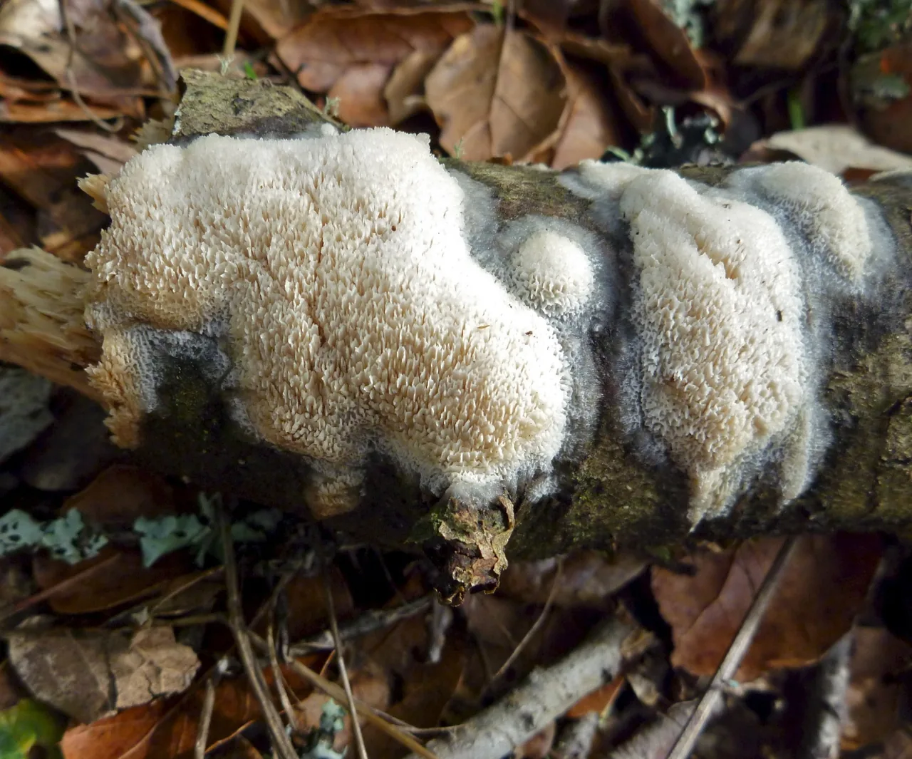 Oxyporus pearsonii (Oxyporus pearsonii) — photo mycologique
