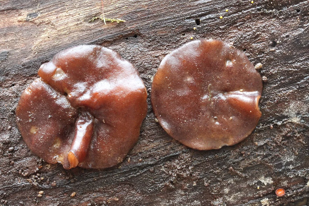 Pachyella umbilicata (Pachyella umbilicata) — photo mycologique