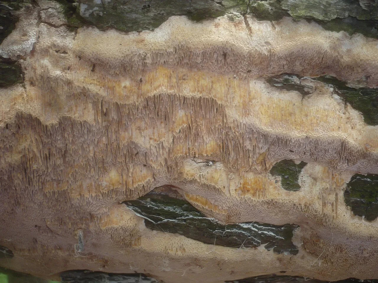Pachykytospora papyracea (Pachykytospora papyracea) — photo mycologique