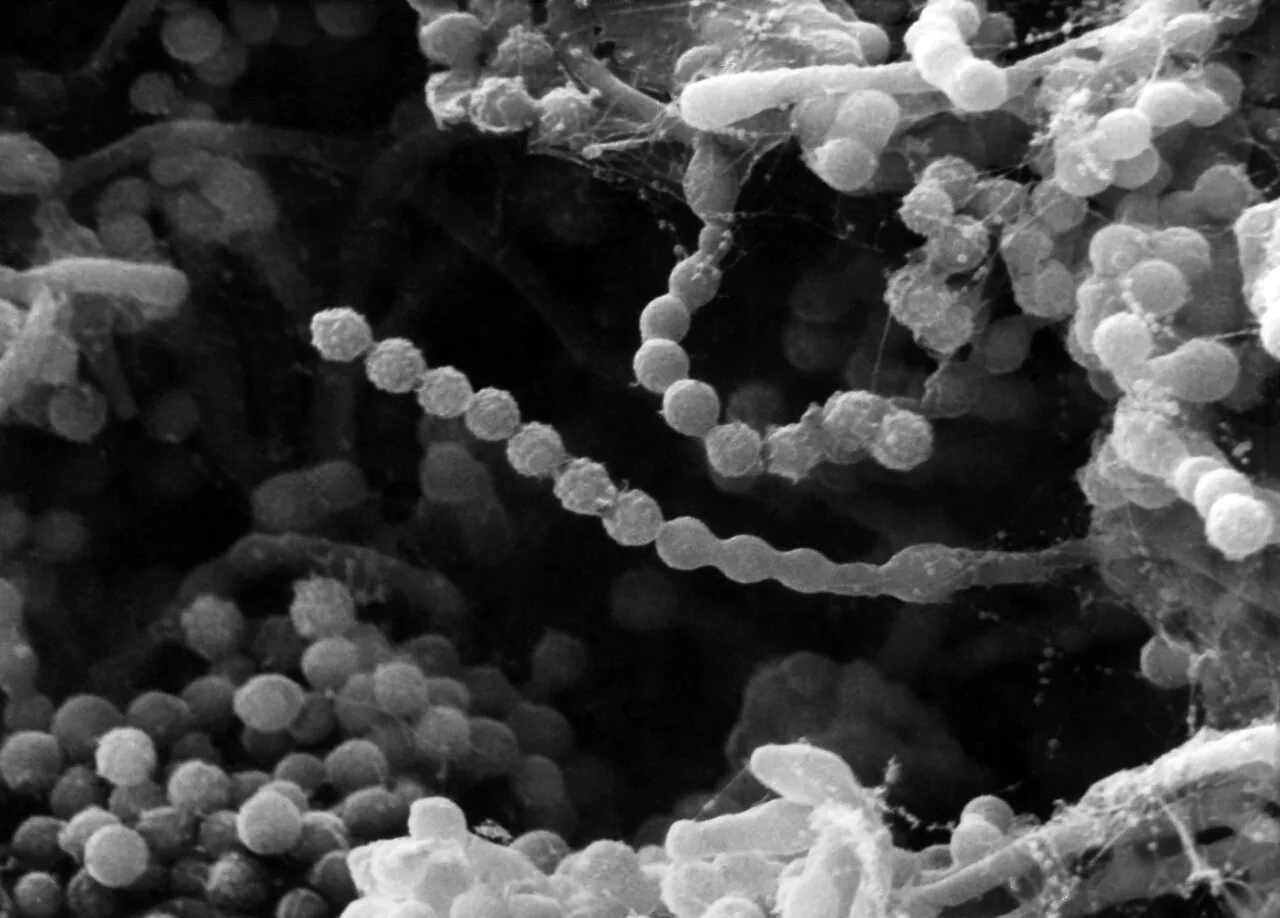 Paecilomyces victoriae (Paecilomyces victoriae) — photo mycologique