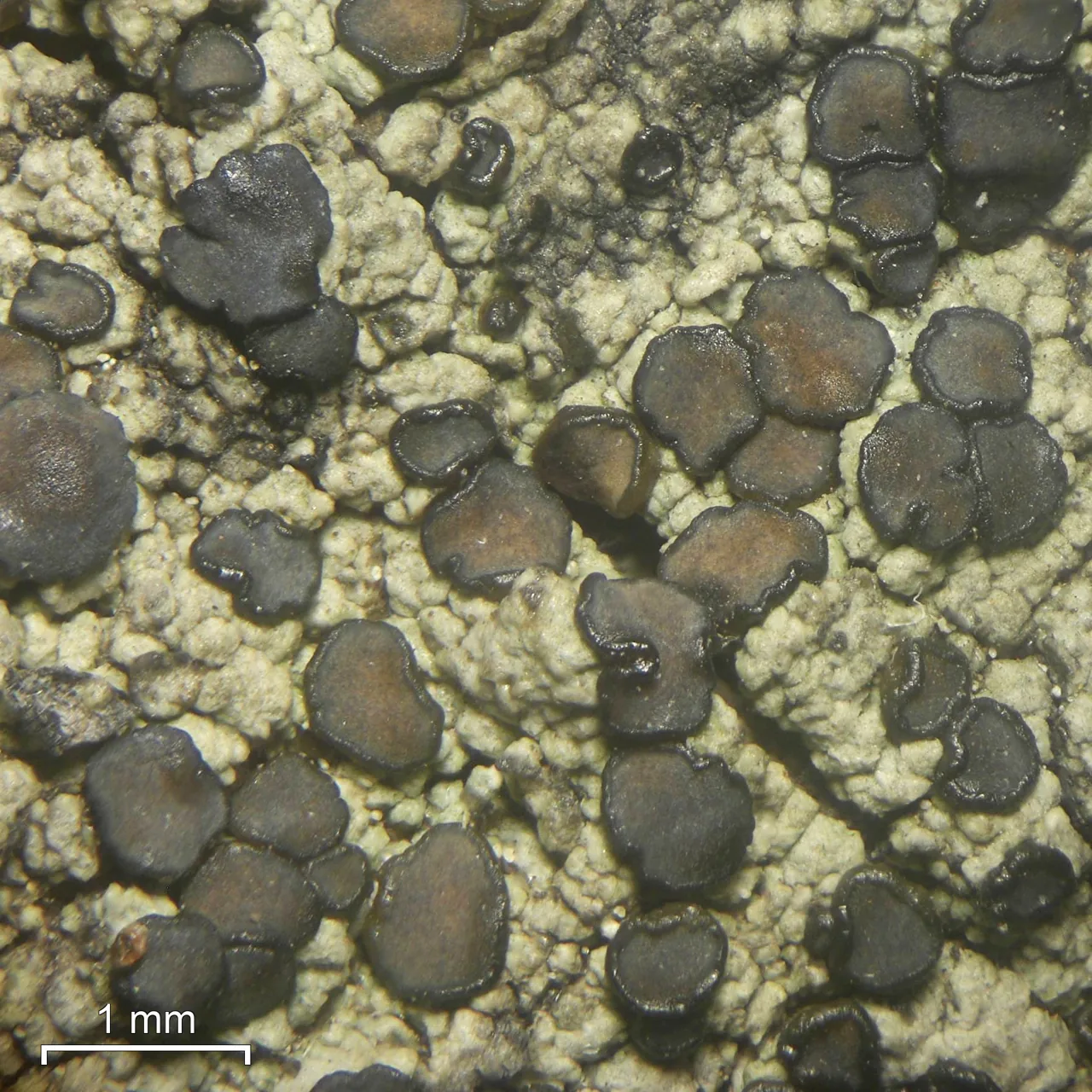 Palicella filamentosa (Palicella filamentosa) — photo mycologique