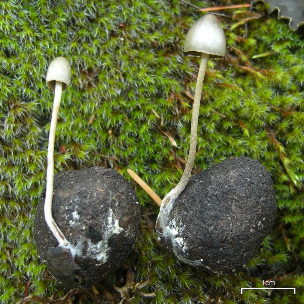 Panaeolus alcis (Panaeolus alcis) — photo mycologique