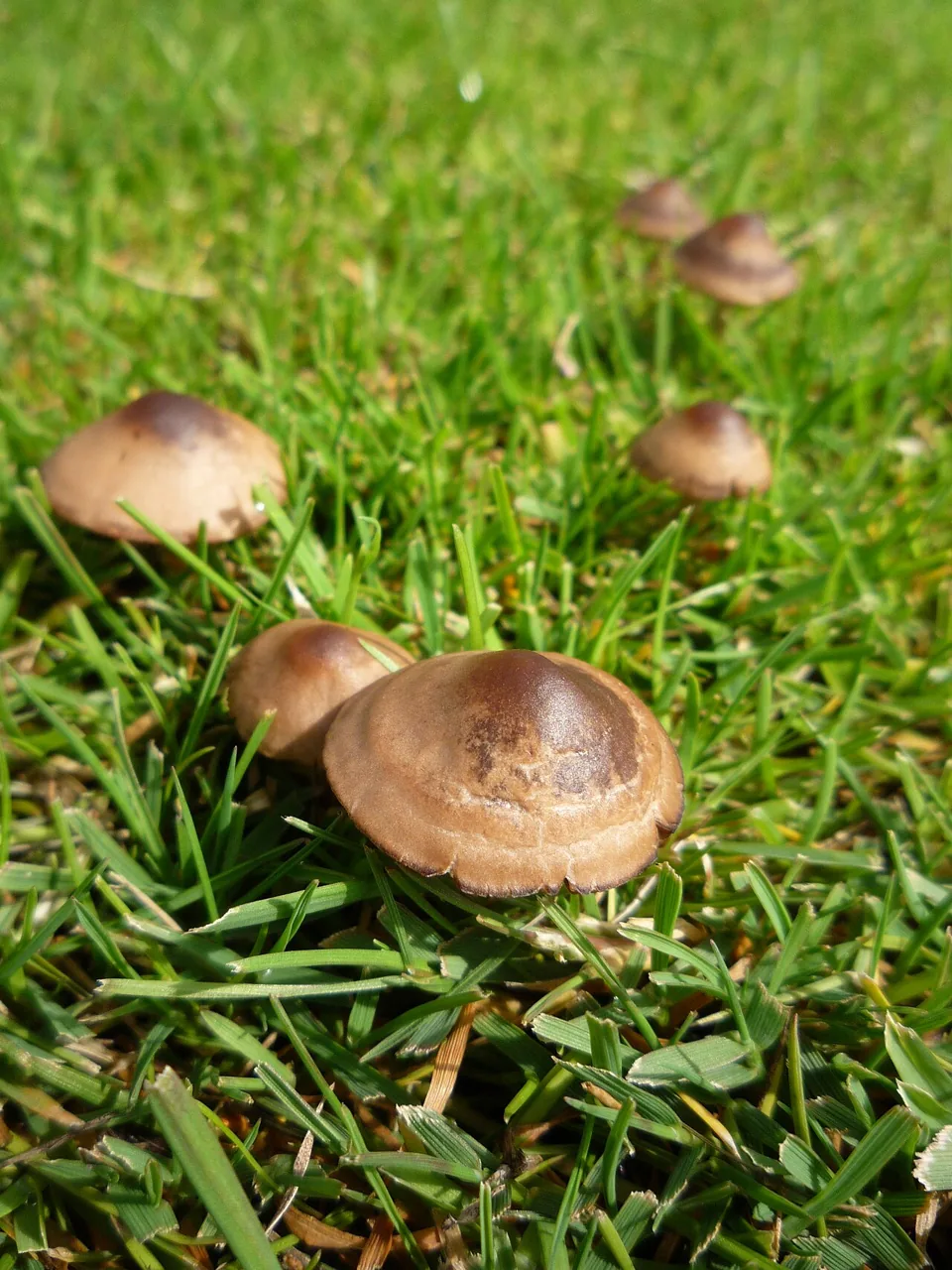 Panaeolus ater (Panaeolus ater) — photo mycologique