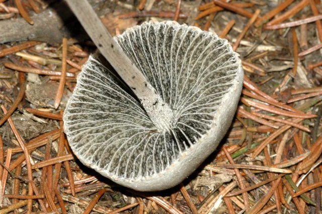 Panaeolus guttulatus (Panaeolus guttulatus) — photo mycologique