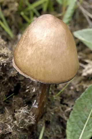 Panaeolus moellerianus (Panaeolus moellerianus) — photo mycologique