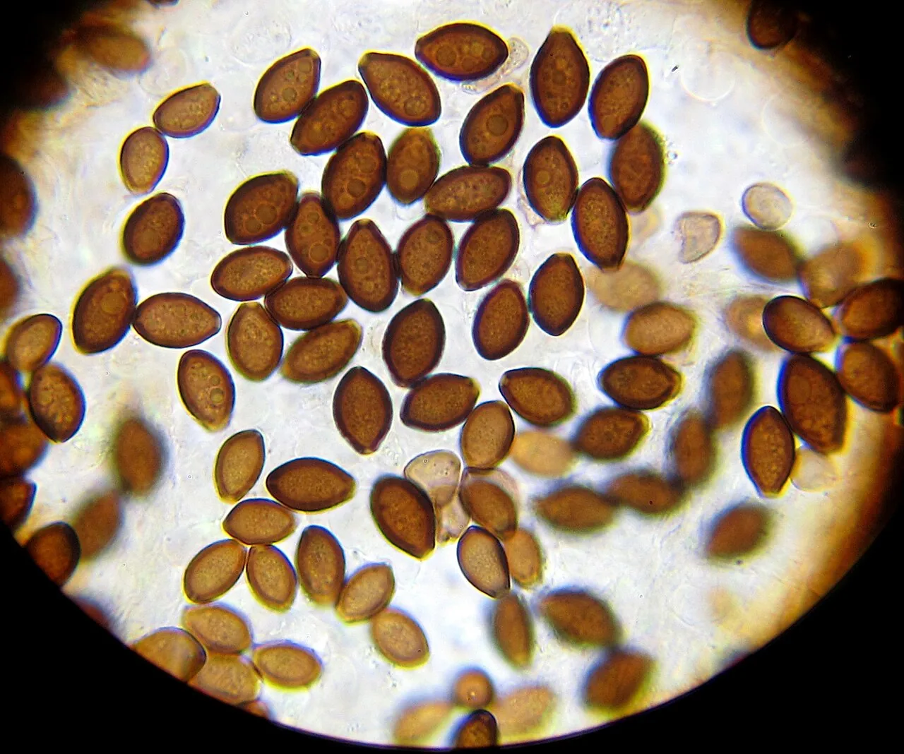 Panaeolus olivaceus (Panaeolus olivaceus) — photo mycologique