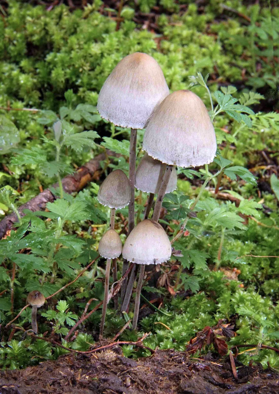 Panaeolus papilionaceus (Panaeolus papilionaceus) — photo mycologique