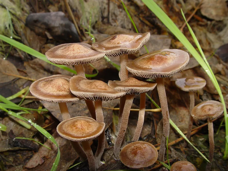 Panaeolus solidipes (Panaeolus solidipes) — photo mycologique