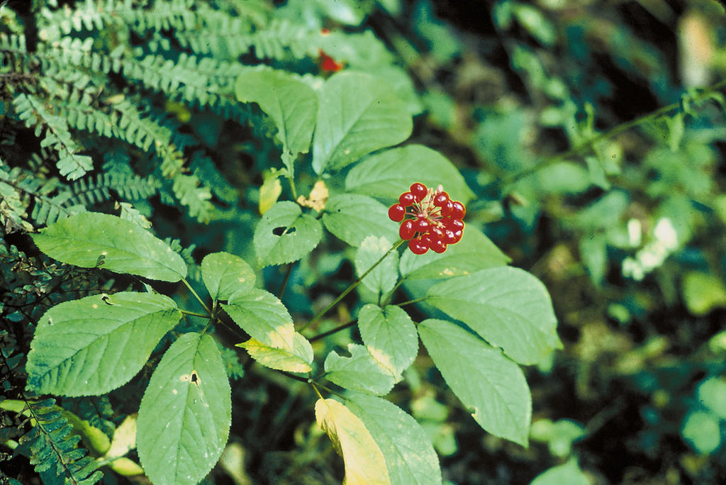 Ginseng d'Amérique (Panax quinquefolius) — photo botanique