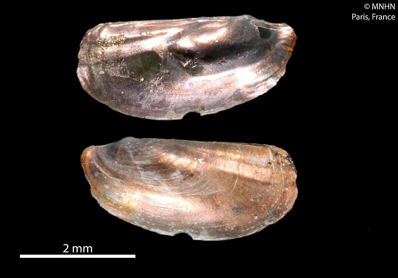 Pandora echinospora (Pandora echinospora) — photo mycologique