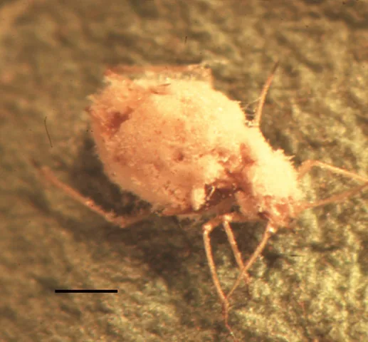 Pandora neoaphidis (Pandora neoaphidis) — photo mycologique