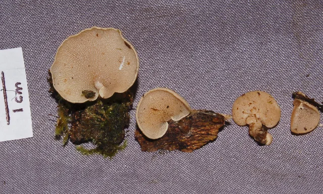 Panellus olivaceus (Panellus olivaceus) — photo mycologique