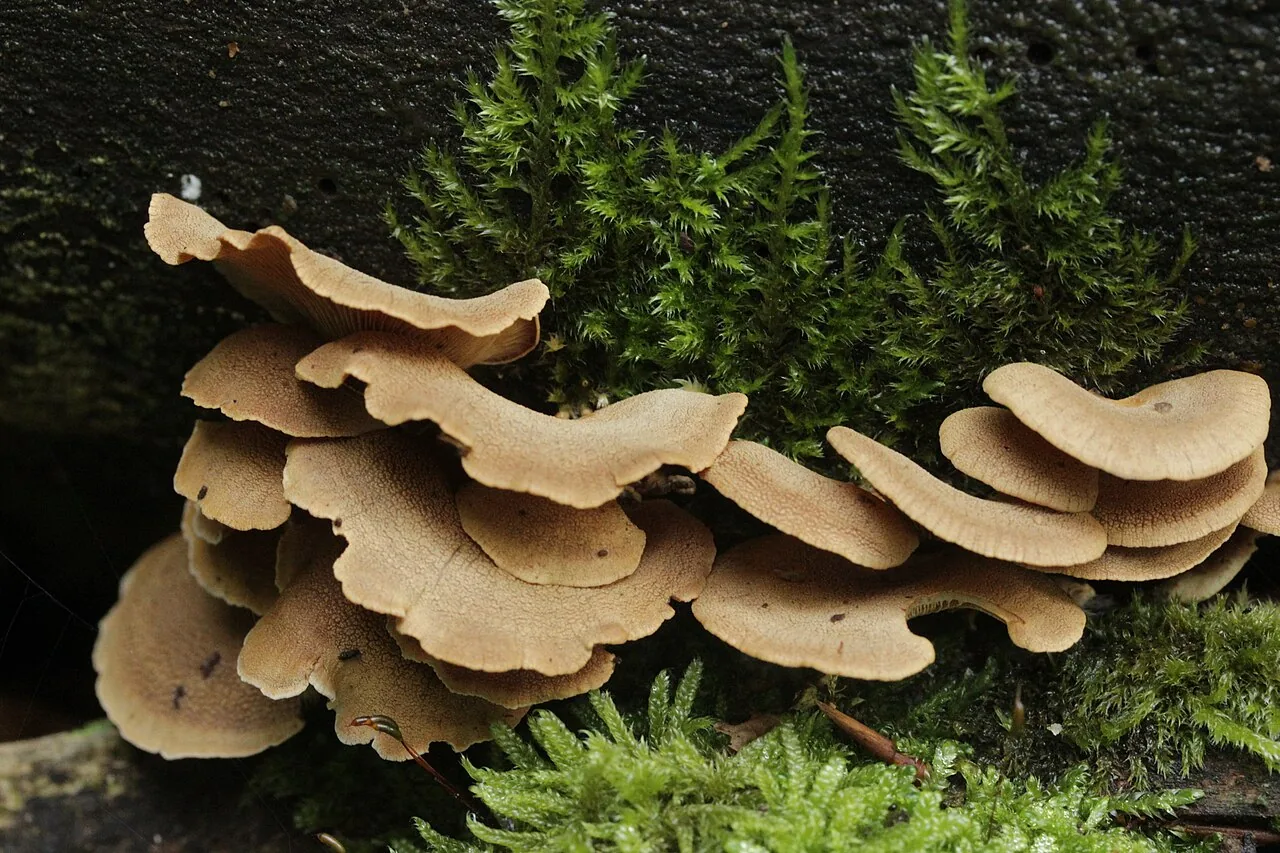 Panellus stipticus (Panellus stipticus) — photo mycologique