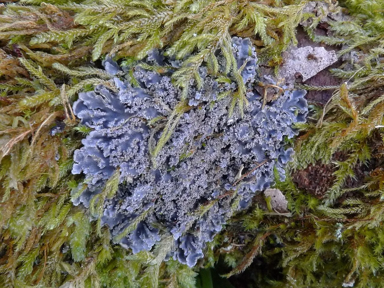 Pannaria caespitosa (Pannaria caespitosa) — photo mycologique