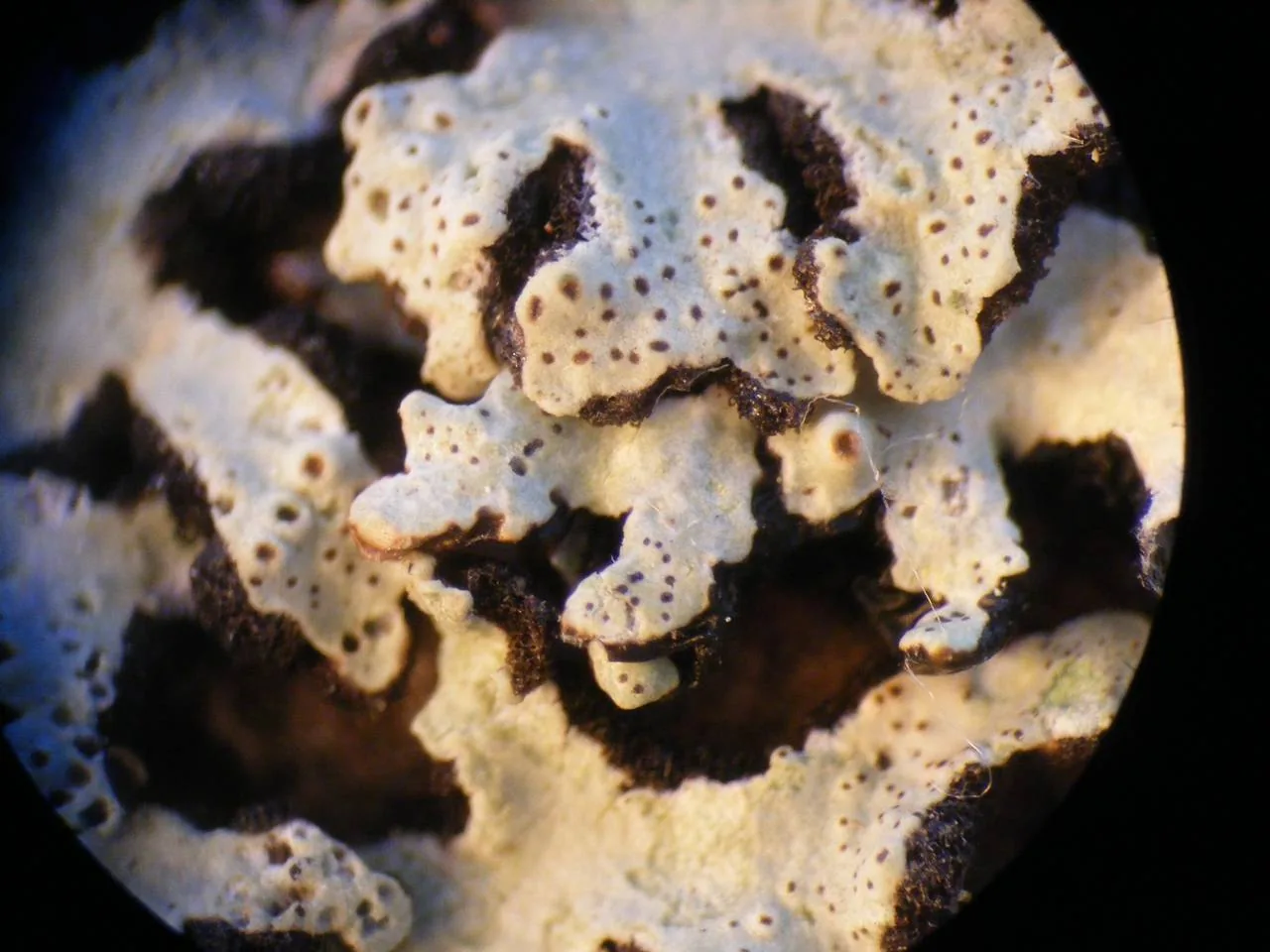 Pannoparmelia anzioides (Pannoparmelia anzioides) — photo mycologique