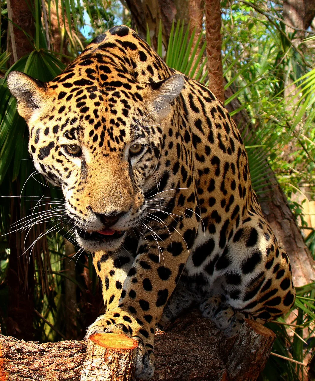 Jaguar (Panthera onca) : photo vertébré