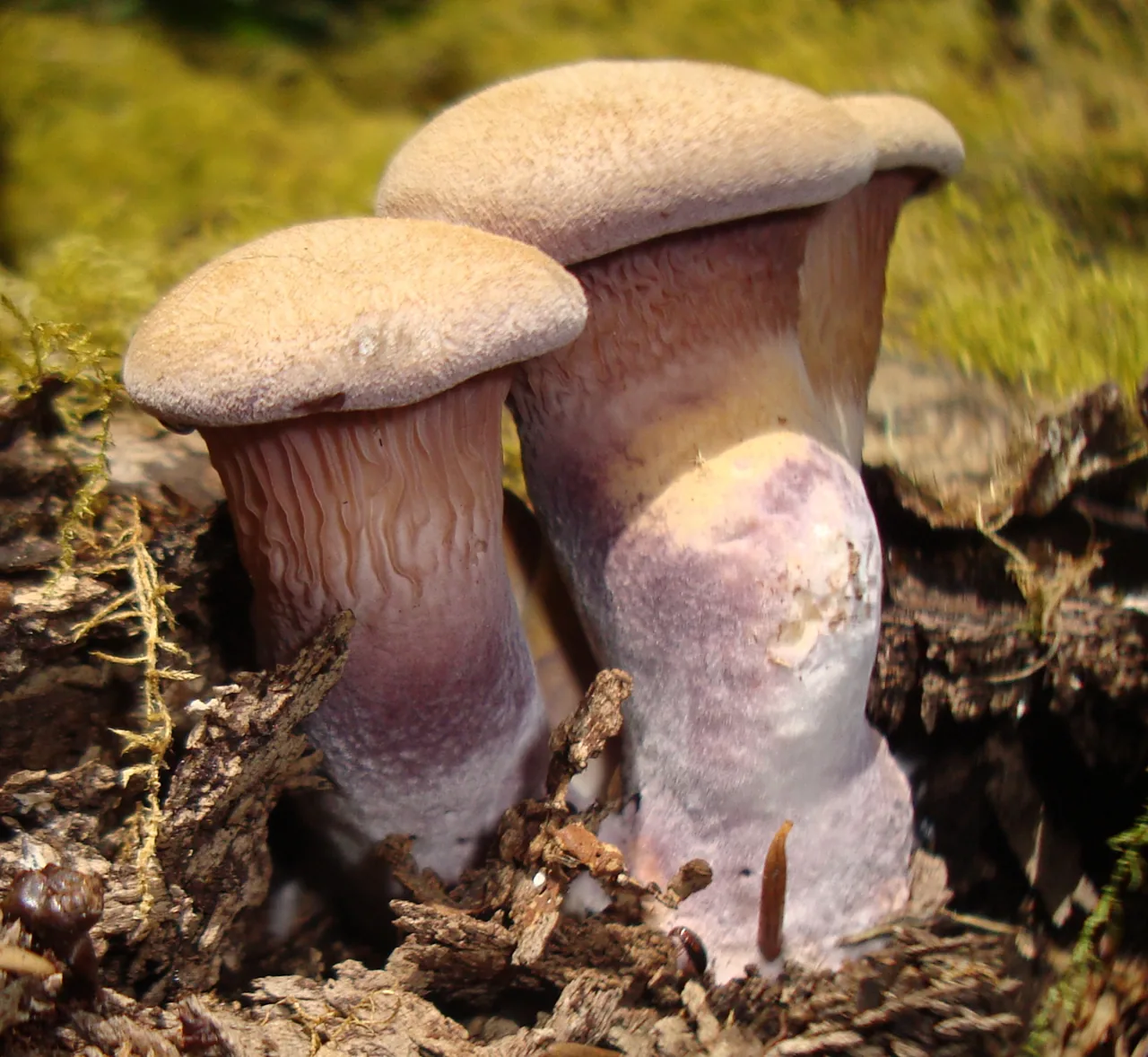 Panus bacillisporus (Panus bacillisporus) — photo mycologique