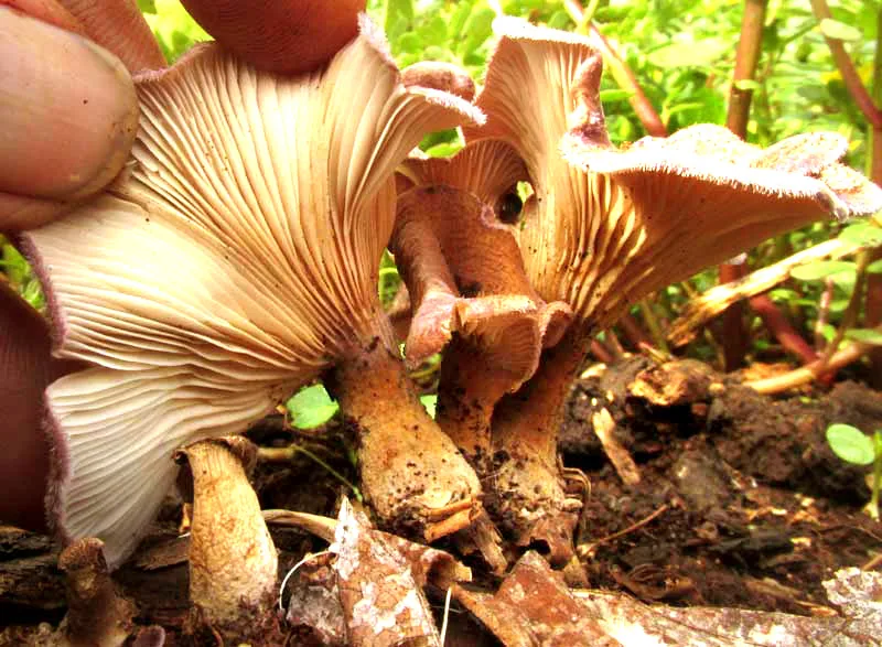 Panus neostrigosus (Panus neostrigosus) — photo mycologique