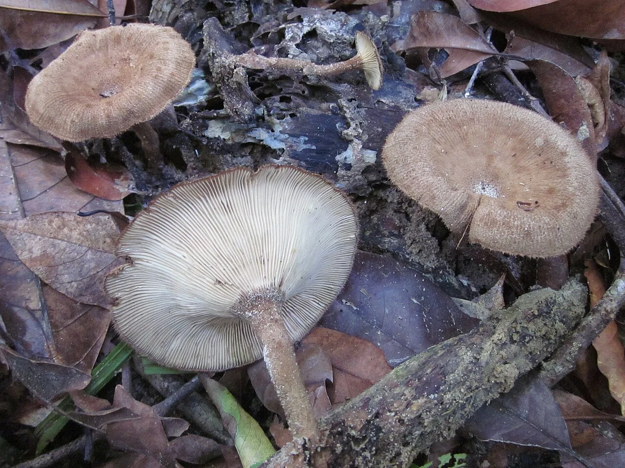 Panus similis (Panus similis) — photo mycologique