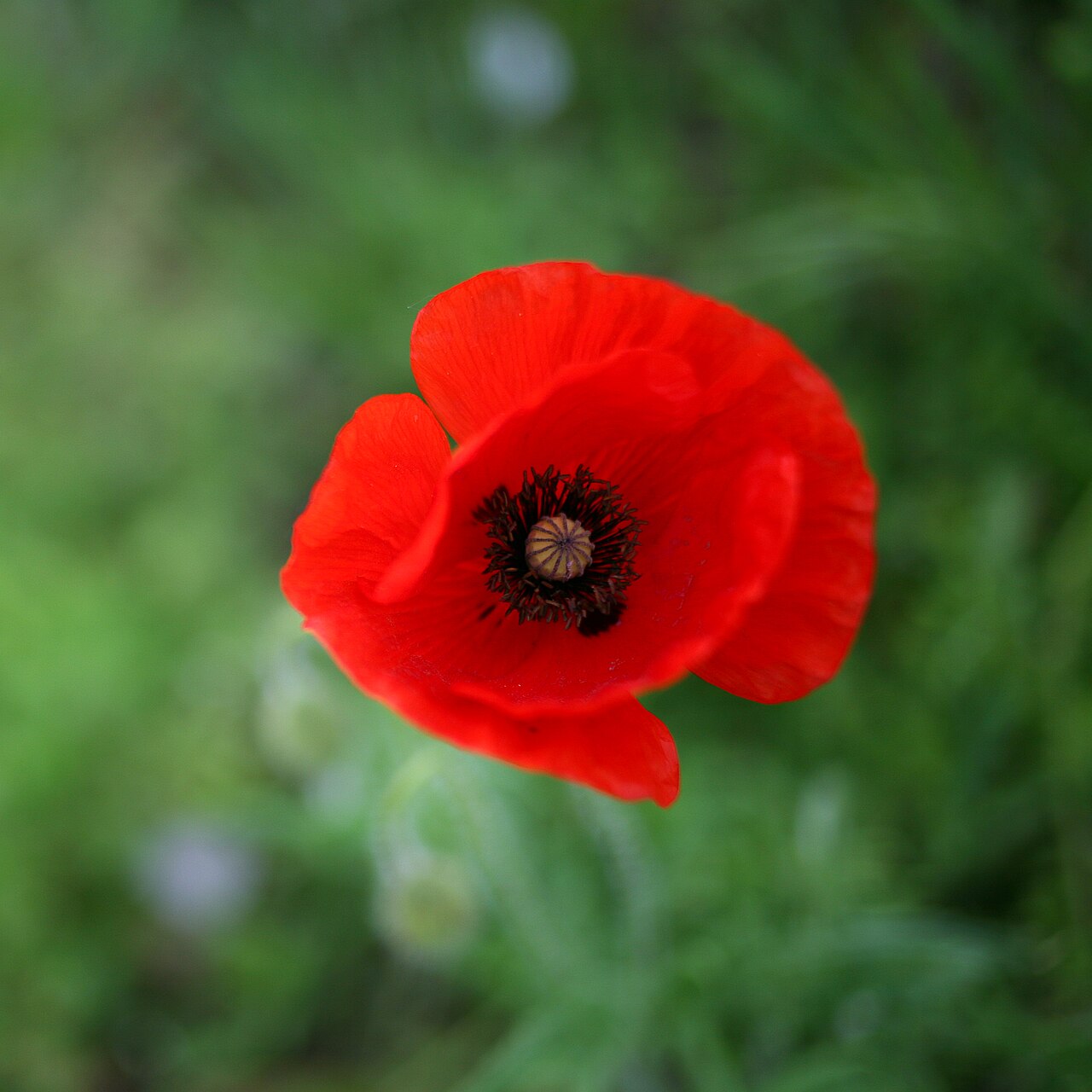 Pavot / Coquelicot (Papaver) — photo botanique