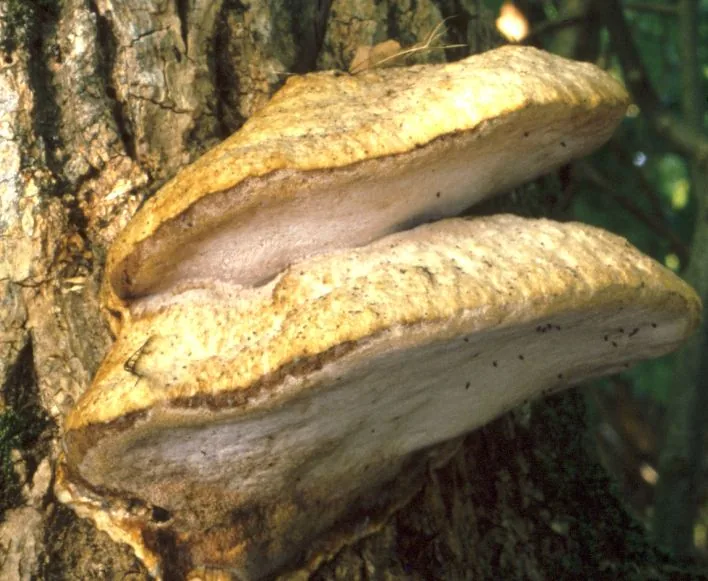 Pappia fissilis (Pappia fissilis) — photo mycologique
