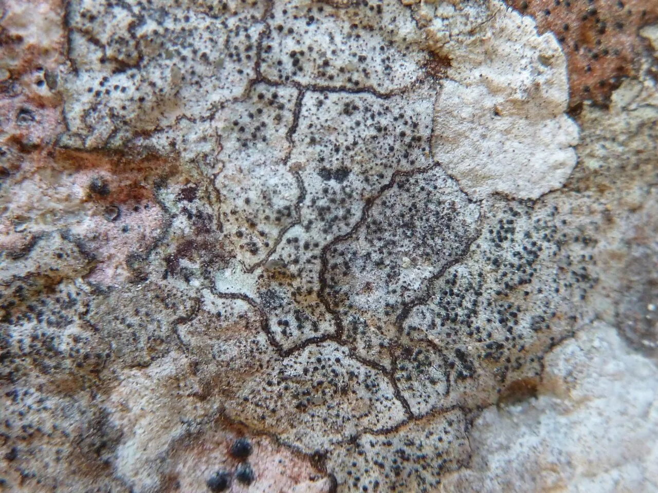 Parabagliettoa disjuncta (Parabagliettoa disjuncta) — photo mycologique
