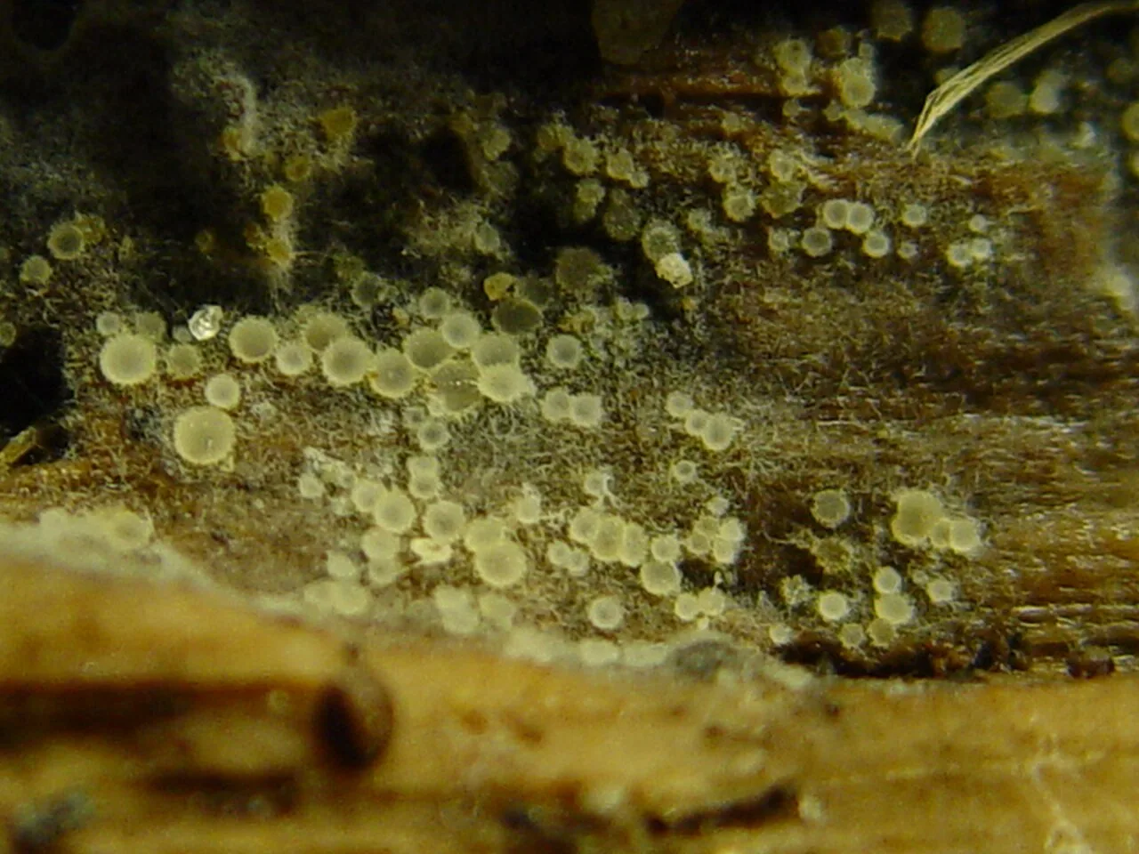 Parachnopeziza miniopsis (Parachnopeziza miniopsis) — photo mycologique
