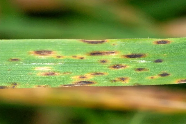 Paradendryphiella arenariae (Paradendryphiella arenariae) — photo mycologique