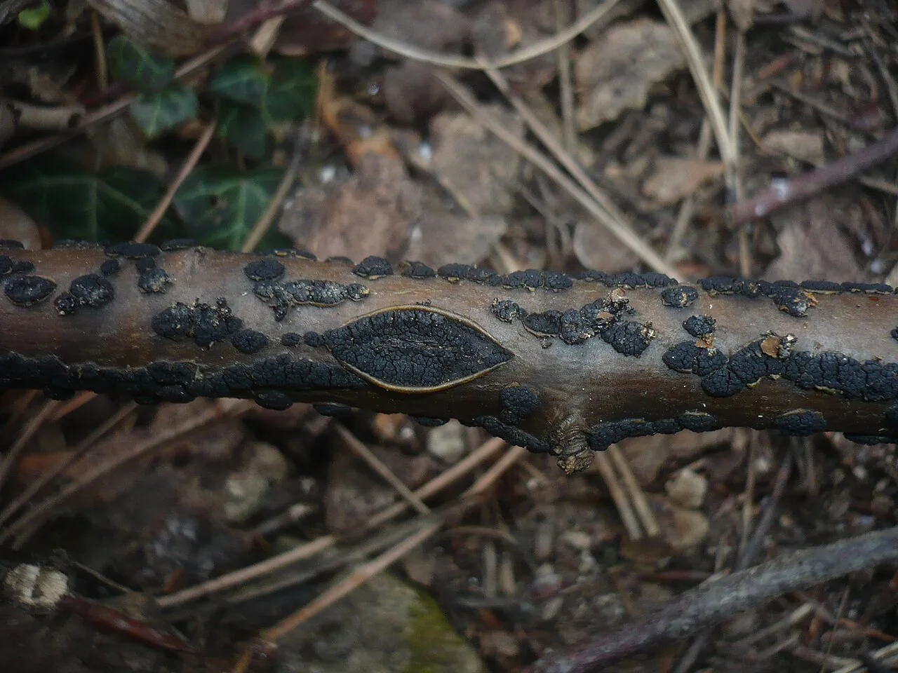 Parafenestella pseudosalicis (Parafenestella pseudosalicis) — photo mycologique