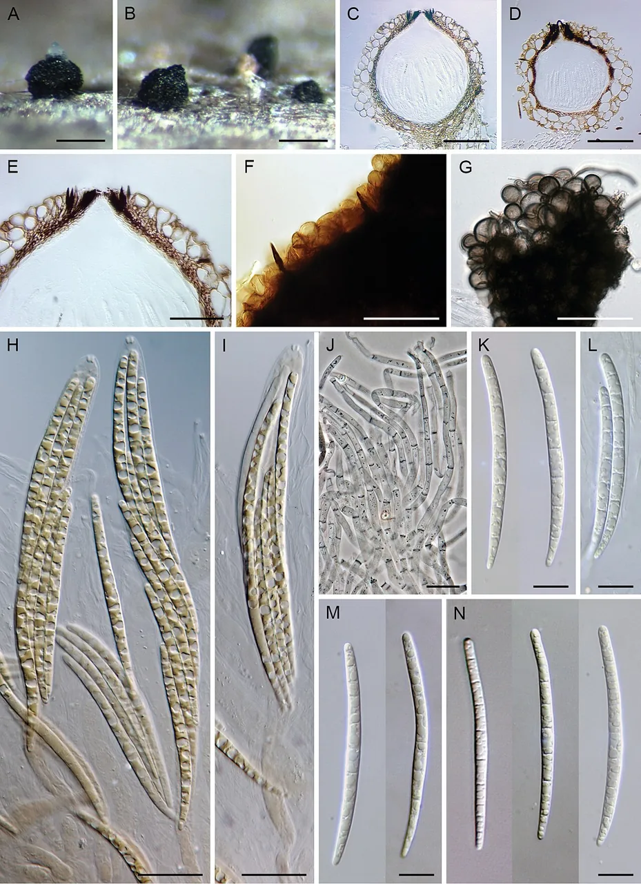 Paragaeumannomyces longisporus (Paragaeumannomyces longisporus) — photo mycologique