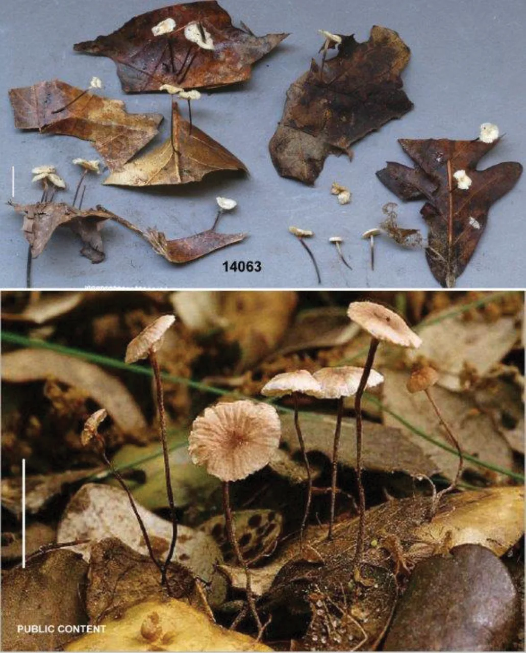 Paragymnopus perforans (Paragymnopus perforans) — photo mycologique