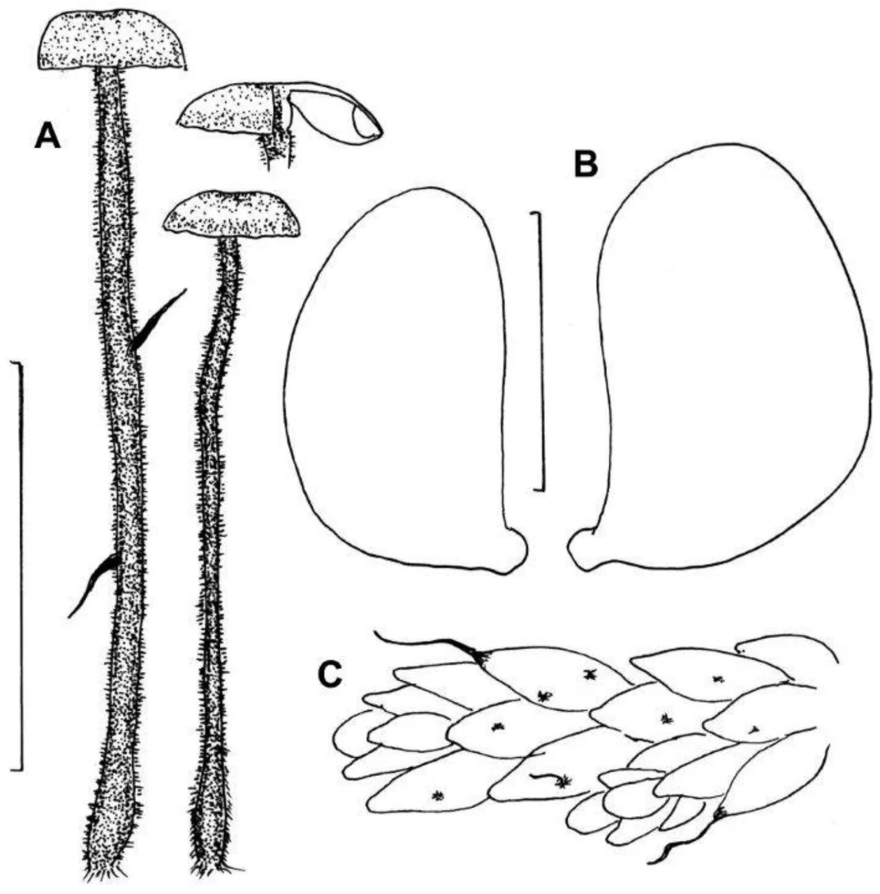 Paragymnopus sublaccatus (Paragymnopus sublaccatus) — photo mycologique