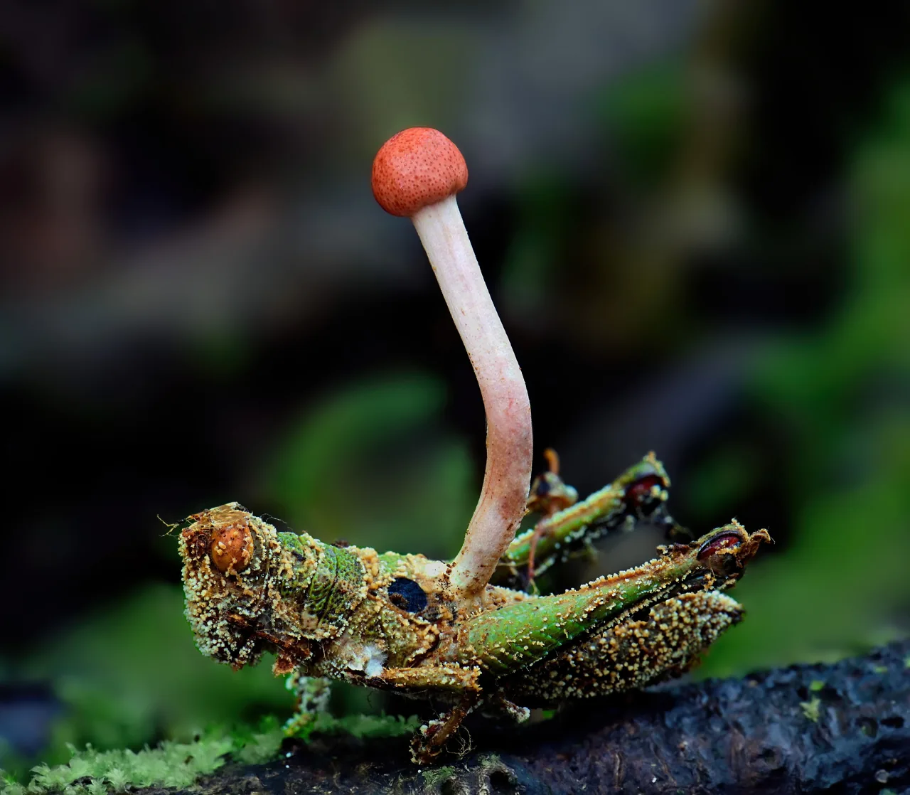 Paraisaria heteropoda (Paraisaria heteropoda) — photo mycologique