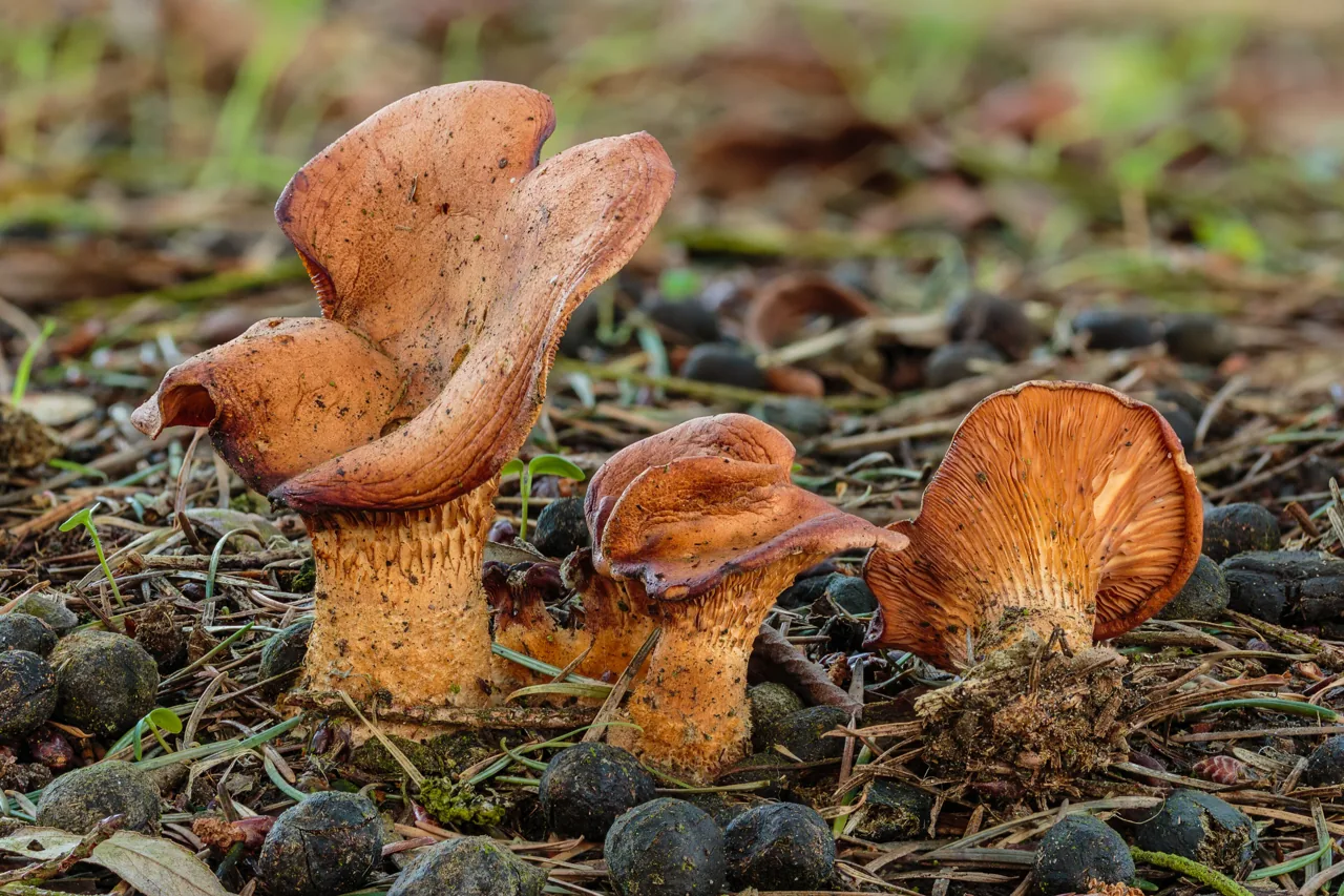 Paralepista flaccida (Paralepista flaccida) — photo mycologique