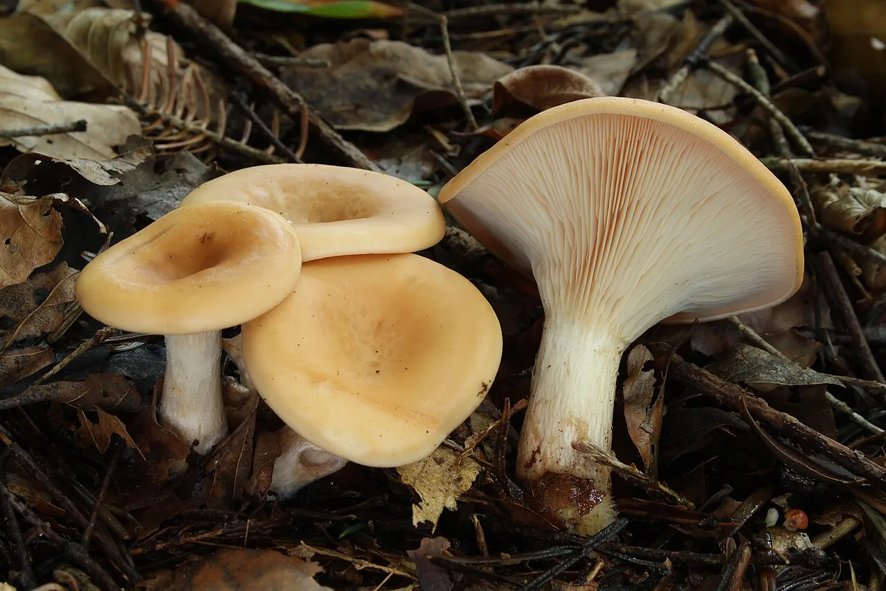 Paralepista shafferi (Paralepista shafferi) — photo mycologique